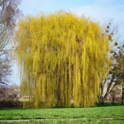 Niobe Golden Weeping Willow 8 Niobe Golden Weeping Willow -Blooming Yard Niobe weeping willow 1