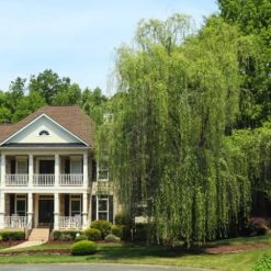 Niobe Golden Weeping Willow 9 Niobe Golden Weeping Willow -Blooming Yard Niobe weeping willow 3