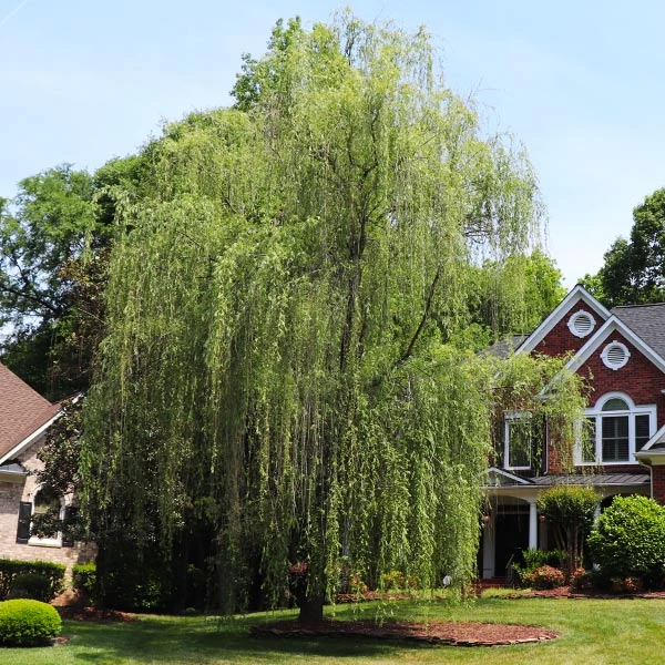 Niobe Golden Weeping Willow 3 Niobe Golden Weeping Willow