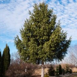 Norway Spruce Tree 9 Norway Spruce Tree -Blooming Yard Norway Spruce 2 FGT
