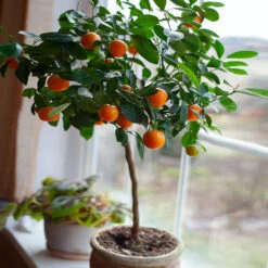 Nules Clementine Tree - USDA Organic -Blooming Yard Nules Clementine 2 FGT