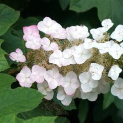 Oakleaf Hydrangea Shrub -Blooming Yard OAKLEAF FGT THUMB a396bc6d 9d3c 49ac 82c6 f1db3d28bb3d
