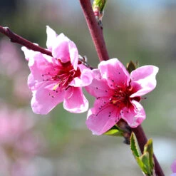 O'Henry Peach Tree 11 O'Henry Peach Tree -Blooming Yard OHenry Peach 1