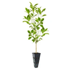Calamondin Tree -Blooming Yard ORG CAL 23 C