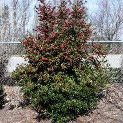Oak Leaf™ Holly Tree -Blooming Yard Oak Leaf Holly 4