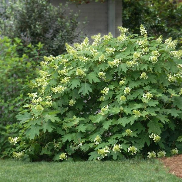 Oakleaf Hydrangea Shrub 3 Oakleaf Hydrangea Shrub