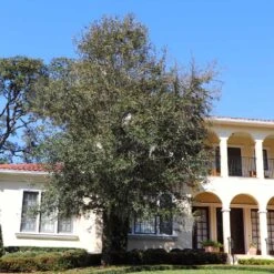 Oliana Olive Tree -Blooming Yard Oliana Olive 2