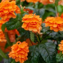 Orange Marmalade Crossandra Shrub -Blooming Yard Orange Marrmelade Crossandra 2 FGT