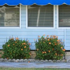 Orange Marmalade Crossandra Shrub -Blooming Yard Orange Marrmelade Crossandra 4