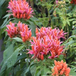 Orange Shrimp Plant -Blooming Yard Orange Shrim plant 2 BB