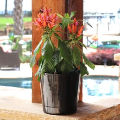 Orange Shrimp Plant -Blooming Yard Orange Shrim plant 3