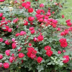 Oso Easy® Double Red Rose 9 Oso Easy® Double Red Rose -Blooming Yard Oso Double Red Rose 1