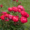 Oso Easy® Double Red Rose 2 Oso Easy® Double Red Rose -Blooming Yard Oso Double Red Rose 2 600x600 b585947e 509f 4e63 b94a b06c884252b5