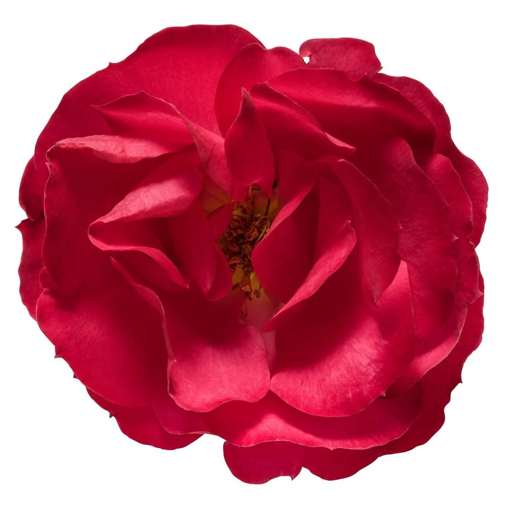 Oso Easy® Double Red Rose 6 Oso Easy® Double Red Rose - Image 4