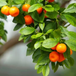 Owari Satsuma Mandarin Tree -Blooming Yard Owari Satsuma Mandarin 3