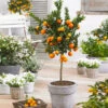 Owari Satsuma Mandarin Tree 2 Owari Satsuma Mandarin Tree -Blooming Yard Owari Satsuma Mandarin 600x600 5a93bb16 ba8c 4dab 9acb 83e8f945323e