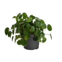 Pilea Peperomioides (Pancake Plant) -Blooming Yard PIL PEP1 standard pot