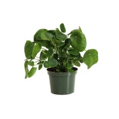 Pilea Peperomioides (Pancake Plant) -Blooming Yard PIL PEP6 standard pot