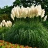 Pampas Grass -Blooming Yard Pampas Grass FGT 600x600 436bbafb 3875 4ed1 ac01 b037b42f7a7d