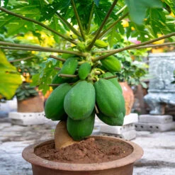 Smoothie Kit -Blooming Yard Papaya 7 162ff59f 0e07 40ea a21e f21fee430e6d