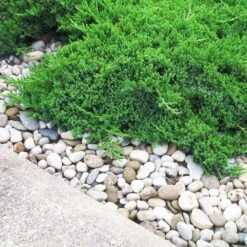 Blooming Yard -Blooming Yard Parsons Juniper 2 FGT