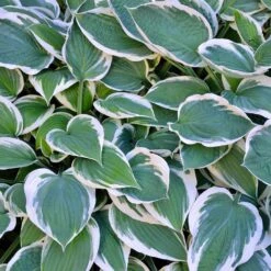 Patriot Hosta Plant -Blooming Yard Patriot Hosta 3