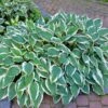Patriot Hosta Plant -Blooming Yard Patriot Hosta FGT 600x600 940103cb 0bf3 4d39 a022 1aece119f464