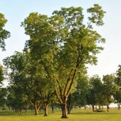 Pawnee Pecan Tree -Blooming Yard Pawnee Pecan 5 FGT