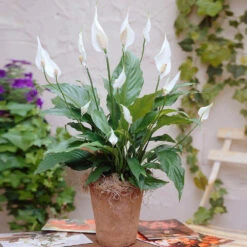 New Apartment House Plant Kit -Blooming Yard Peace Lily 3 98e084f7 4479 41ec 9230 4271b765469e
