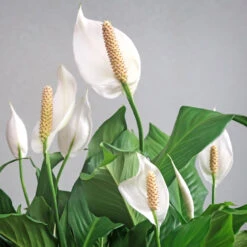 Peace Lily Plant -Blooming Yard Peace Lily 6