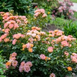 Peach Drift® Rose 7 Peach Drift® Rose -Blooming Yard Peach Drift Rose 2 FGT