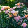 Peach Drift® Rose -Blooming Yard Peach Drift Rose FGT 600x600 f8ca7bd1 fa31 4812 a01e d374c6e508cc