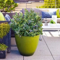 Bushel And Berry® Peach Sorbet™ Blueberry Bush -Blooming Yard Peach Sorbet BLueberry 2 FGT