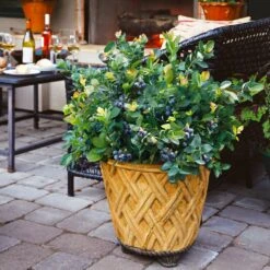 Bushel And Berry® Peach Sorbet™ Blueberry Bush -Blooming Yard Peach Sorbet BLueberry 3 BB