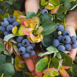Bushel And Berry® Peach Sorbet™ Blueberry Bush -Blooming Yard Peach Sorbet BLueberry 7