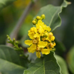 Peanut Butter Fruit Tree -Blooming Yard Peanut Butter Tree 7