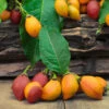 Peanut Butter Fruit Tree -Blooming Yard Peanut Butter Tree FGT 600x600 b0d8cd74 ceb9 4218 9cb0 759ebb958475