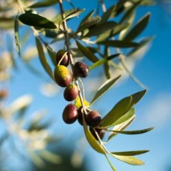 Pendolino Olive Tree 9 Pendolino Olive Tree -Blooming Yard Pendolino Olive