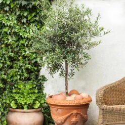 Pendolino Olive Tree 8 Pendolino Olive Tree -Blooming Yard Pendolino Olive FGT