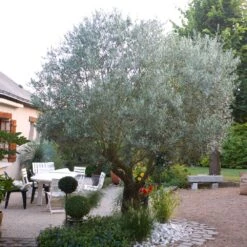 Pendolino Olive Tree 11 Pendolino Olive Tree -Blooming Yard Pendolino Olive FGT 3