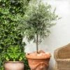 Pendolino Olive Tree -Blooming Yard Pendolino Olive FGT 600x600 231f38ca 5d36 47ad 97c6 31ac8f015baf