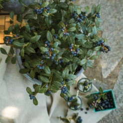Bushel And Berry® Perpetua Blueberry -Blooming Yard Perpetua Blueberry 1 FGT