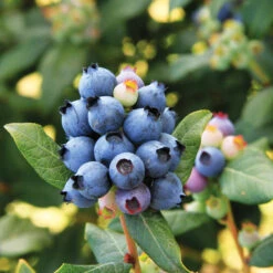 Bushel And Berry® Perpetua Blueberry -Blooming Yard Perpetua Blueberry 6 FGT