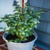 Bushel And Berry® Perpetua Blueberry -Blooming Yard Perpetua Blueberry FGT 600x600 79c72e4f 795d 4bbd 934f 3af1cb9f5327