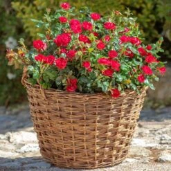 Petite Knock Out® Rose -Blooming Yard Petite Red Knockout Rose2 FGT