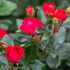 Petite Knock Out® Rose -Blooming Yard Petite Red Knockout Rose3