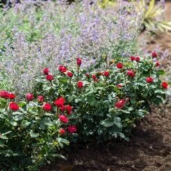 Petite Knock Out® Rose -Blooming Yard Petite Red Knockout Rose4