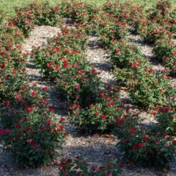 Petite Knock Out® Rose -Blooming Yard Petite Red Knockout Rose6
