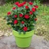 Petite Knock Out® Rose -Blooming Yard Petite Red Knockout Rose FGT 600x600 70e7a7b5 d660 489f 9ff3 cb48bafed0b7