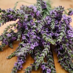 Phenomenal™ Lavender Plant 9 Phenomenal™ Lavender Plant -Blooming Yard Phenomenal Lavender 3 FGT